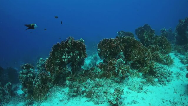 A coral reef is shown in a blue and green color. The reef is full of life, with fish swimming around and plants growing on the reef. Concept of wonder and awe at the beauty of the underwater world