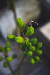 Fototapeta premium leaves and buds of a tree