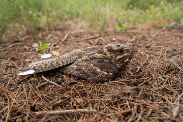 Chotacabras gris, Caprimulgus europaeus