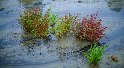Сommon glasswort (Salicornia europaea), succulent plant with red pigment in autumn on the banks, Kuyalnik