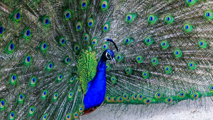 Naklejka premium The Indian blue peafowl, Peacock (Pavo cristatus), male with open bright tail plumage