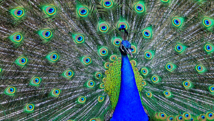Obraz premium The Indian blue peafowl, Peacock (Pavo cristatus), male with open bright tail plumage