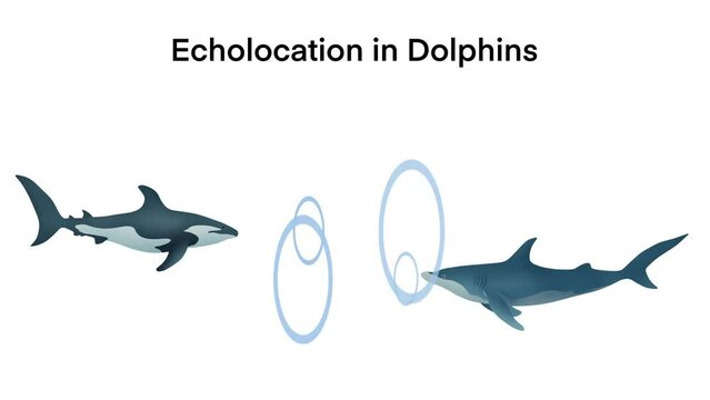 echolocation in dolphins, Dolphins hunt their prey by making high pitched sounds and listening for echoes, Dolphin emitting sonar , echolocation signals. Cetacean sends sonar signals sound waves