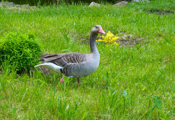 A gray goose swims along the lake. Askania-Nova