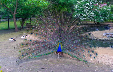 The Indian blue peafowl, Peacock (Pavo cristatus), male