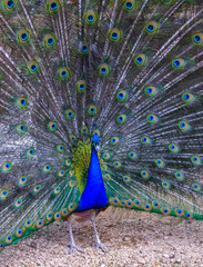 Obraz premium The Indian blue peafowl, Peacock (Pavo cristatus), male