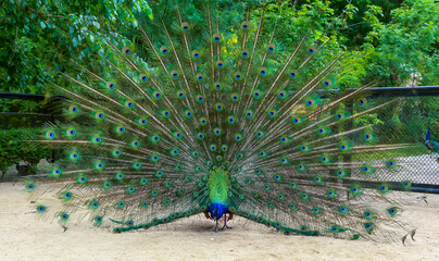 Obraz premium Indian blue peafowl (Pavo cristatus)