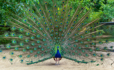 Obraz premium Indian blue peafowl (Pavo cristatus)