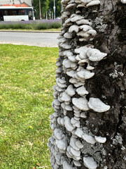White fungus on the tree trunk