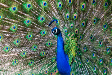 Obraz premium Indian blue peafowl (Pavo cristatus), adult male with open tail
