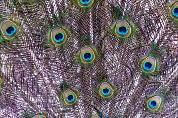 Obraz premium Close-up of feathers, male The Indian blue peafowl, Peacock (Pavo cristatus)