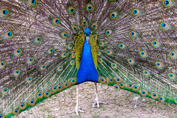 Naklejka premium Indian blue peafowl (Pavo cristatus), adult male with open tail