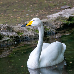 Obraz premium White swan swims in the lake, Askania-Nova, Ukraine