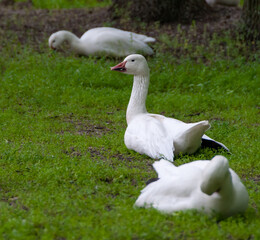 White geese rest on green grass, Askania-Nova, Ukraine