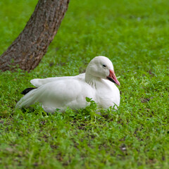 White geese rest on green grass, Askania-Nova, Ukraine