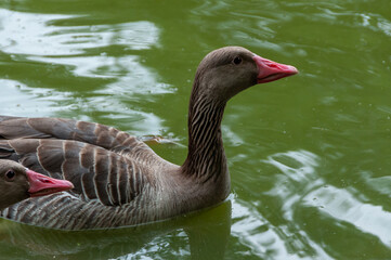 A gray goose swims along the lake. Askania-Nova