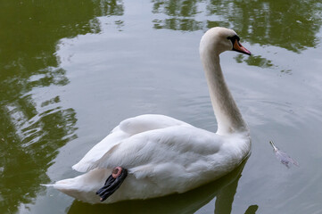 White swan swims in the lake, Askania-Nova, Ukraine