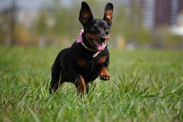 zwergpinscher portrait of a black dog