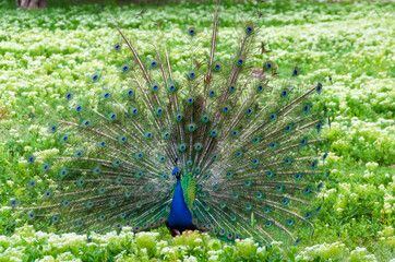 Obraz premium The Indian (or blue ) peafowl, peacock (Pavo cristatus), shows the females his open fluffy tail