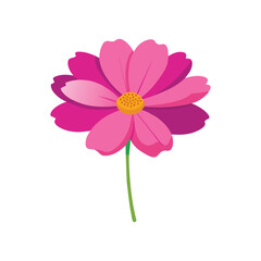 Cosmos flower isolated flat vector illustration