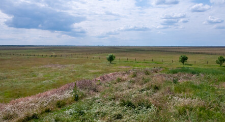 Wild herbs croak in the wind against the sky, Askania-Nova