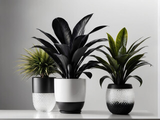 Fototapeta premium Black and white potted artificial plants displayed on a clear background, detailed, perfect lighting.