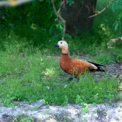 Ruddy Shelduck (Tadorna ferruginea), duck swims in green water in the lake