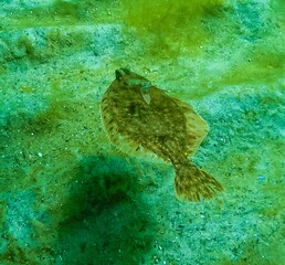 Black Sea, European flounder (Platichthys flesus luscus) floats in the water column