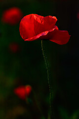 red poppy flower in a garden