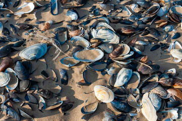 Shells of the clam Mya arenaria on the shore. Tiligul Liman, Odessa region