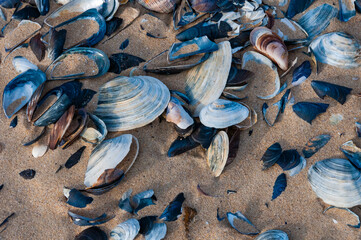 Shells of the clam Mya arenaria on the shore. Tiligul Liman, Odessa region