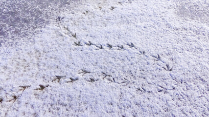 Bird tracks on smooth snow in winter, frozen lake