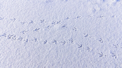 Bird tracks on smooth snow in winter, frozen lake