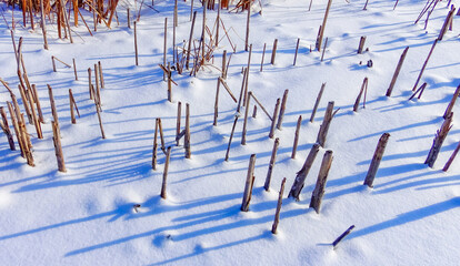 Broken stems of reeds stick out from the ice on a frozen lake in winter