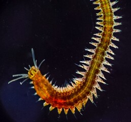 Marine polychaete worm Nereis. Black Sea