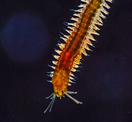 Marine polychaete worm Nereis. Black Sea