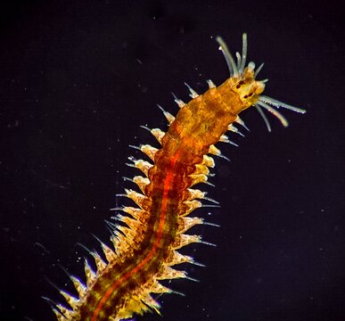 Marine polychaete worm Nereis. Black Sea