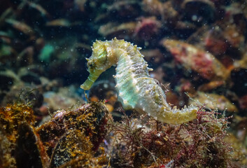 Long-snouted seahorse (Hippocampus hippocampus)on the seabed