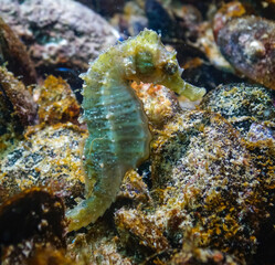 Long-snouted seahorse (Hippocampus hippocampus)on the seabed