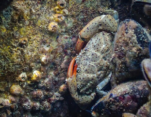 Jaguar round crab (Xantho poressa). Fauna of the Black Sea
