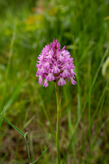 Orquídea piramidal, Anacamptis pyramidalis