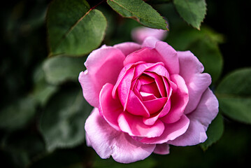 Champagne pink roses are blooming.