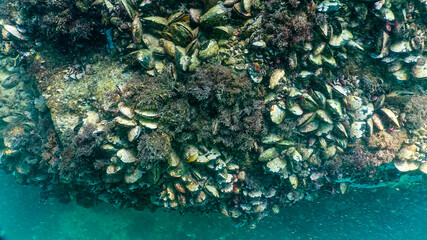 Mytilus galloprovincialis in underwater caves in Bulgaria, Fauna of the Black Sea