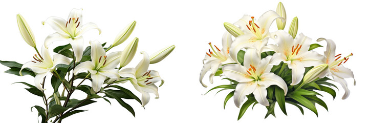 Collection of real elegant blooming lily with buds isolated on white background