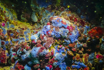 Sea sponges in underwater caves in Bulgaria, Fauna of the Black Sea