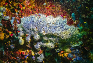 Sea sponges in underwater caves in Bulgaria, Fauna of the Black Sea