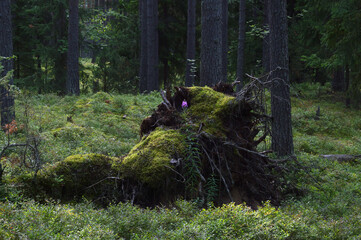 Fallen tree in pine forest.