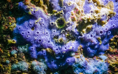 Sea sponges in underwater caves in Bulgaria, Fauna of the Black Sea