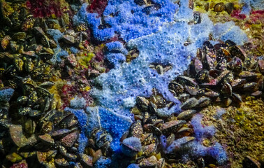 Sea sponges in underwater caves in Bulgaria, Fauna of the Black Sea