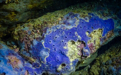 Sea sponges in underwater caves in Bulgaria, Fauna of the Black Sea